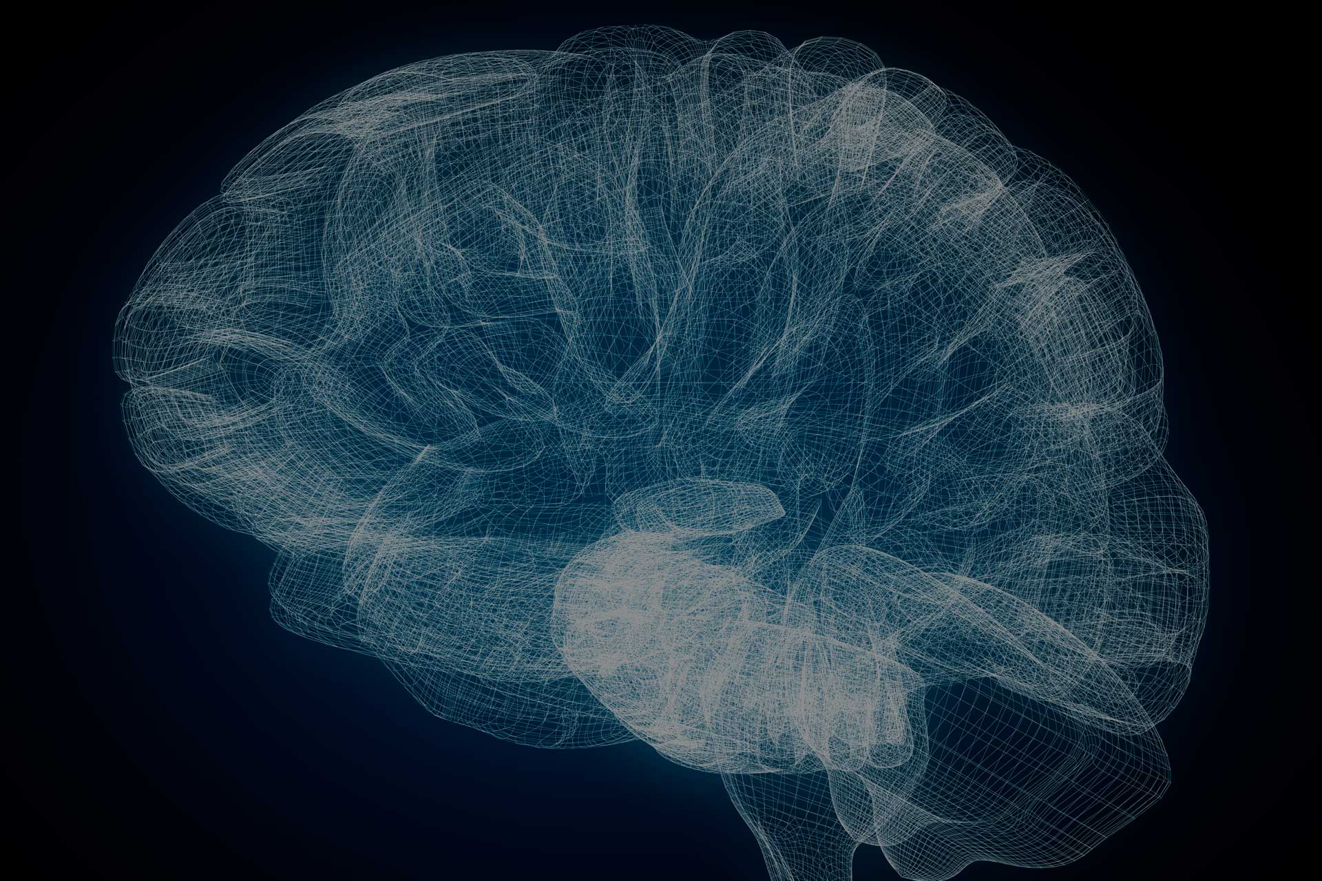 La importancia de la corteza cerebral
